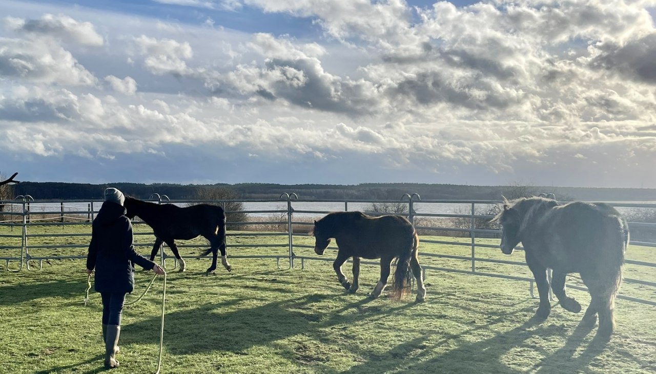 Hier zie je mij, Carolin Ilchen - rijtherapeute sinds 2022 - samen met mijn drie grote paarden. 4 paarden zijn momenteel betrokken bij rijtherapie als therapiepaarden., © Carolin Ilchen Hier zie je mij, Carolin Ilchen - rijtherapeute sinds 2022 - samen met mijn drie grote paarden. 4 paarden zijn momenteel betrokken bij rijtherapie als therapiepaarden., © Carolin Ilchen