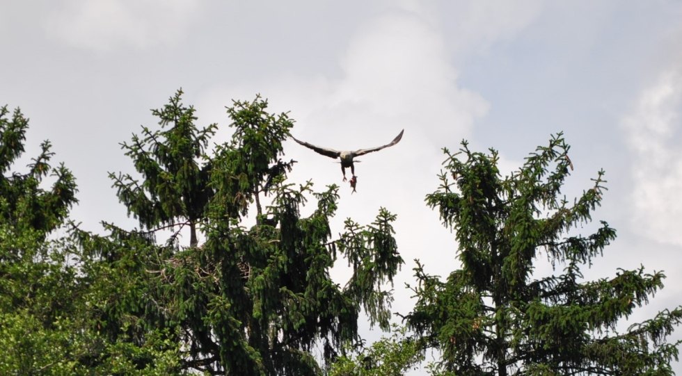 Sea eagle tour in electric boat on Feldberg lakes // &copy; Frank Berg