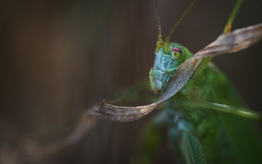 Macro photography, © Ralf Mittermüller