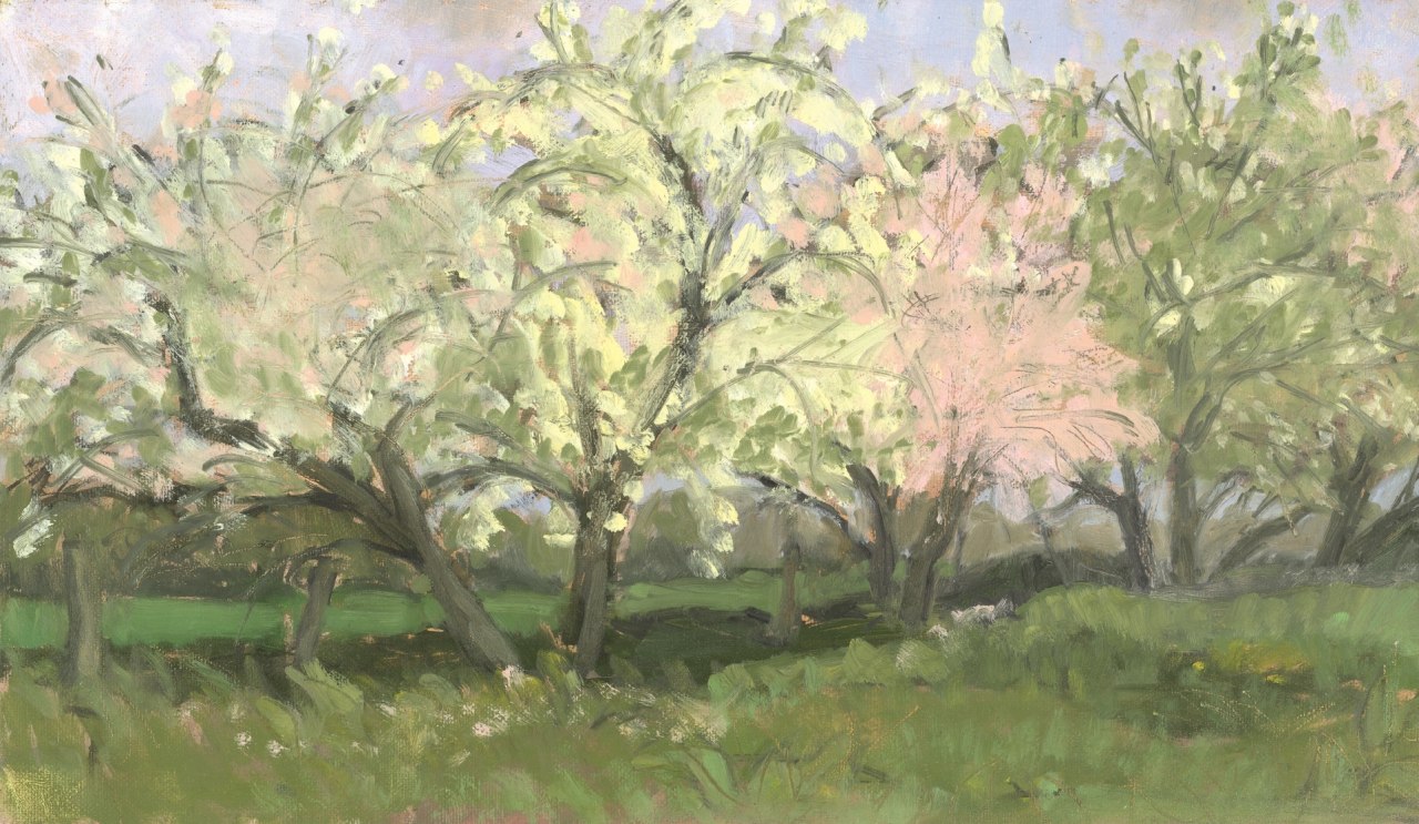 Apple blossom, &copy; Irene Sohler