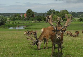 Jeleń szlachetny i owca Gotlandzka na dużym wybiegu // © Zacharias Jeleń szlachetny i owca Gotlandzka na dużym wybiegu // © Zacharias