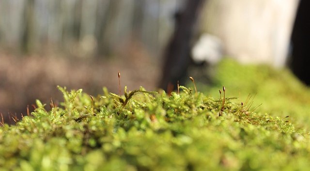 Nature as an impulse for your own writing! // &copy; pixabay