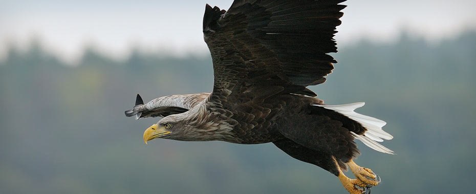 &copy; Nationalpark-Service Federow