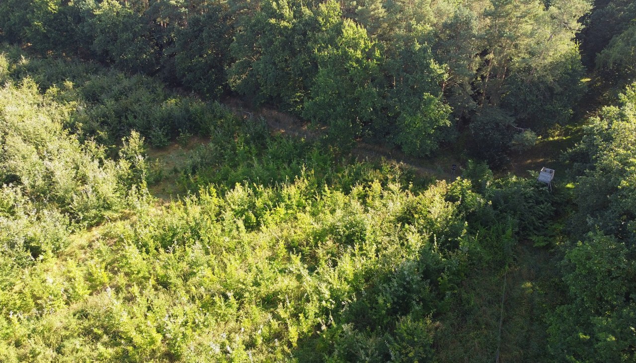 Klimatyczny las Bad Kleinen, © Landesforst MV