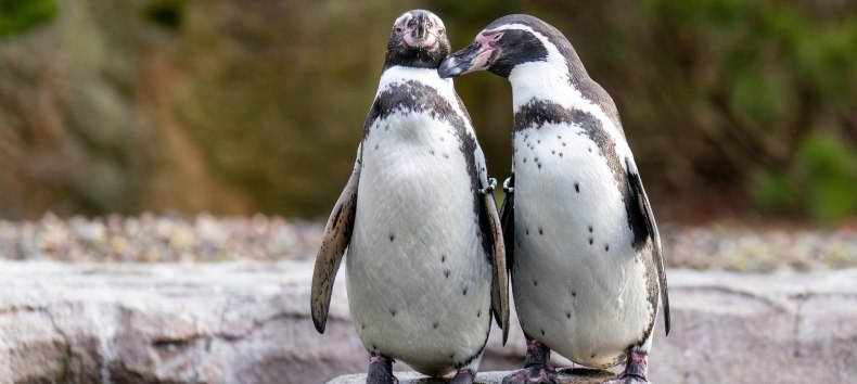 Zwei Humboldtpinguine im Zoo Rostock // © Zoo Rostock/ Drübbisch Zwei Humboldtpinguine im Zoo Rostock // © Zoo Rostock/ Drübbisch