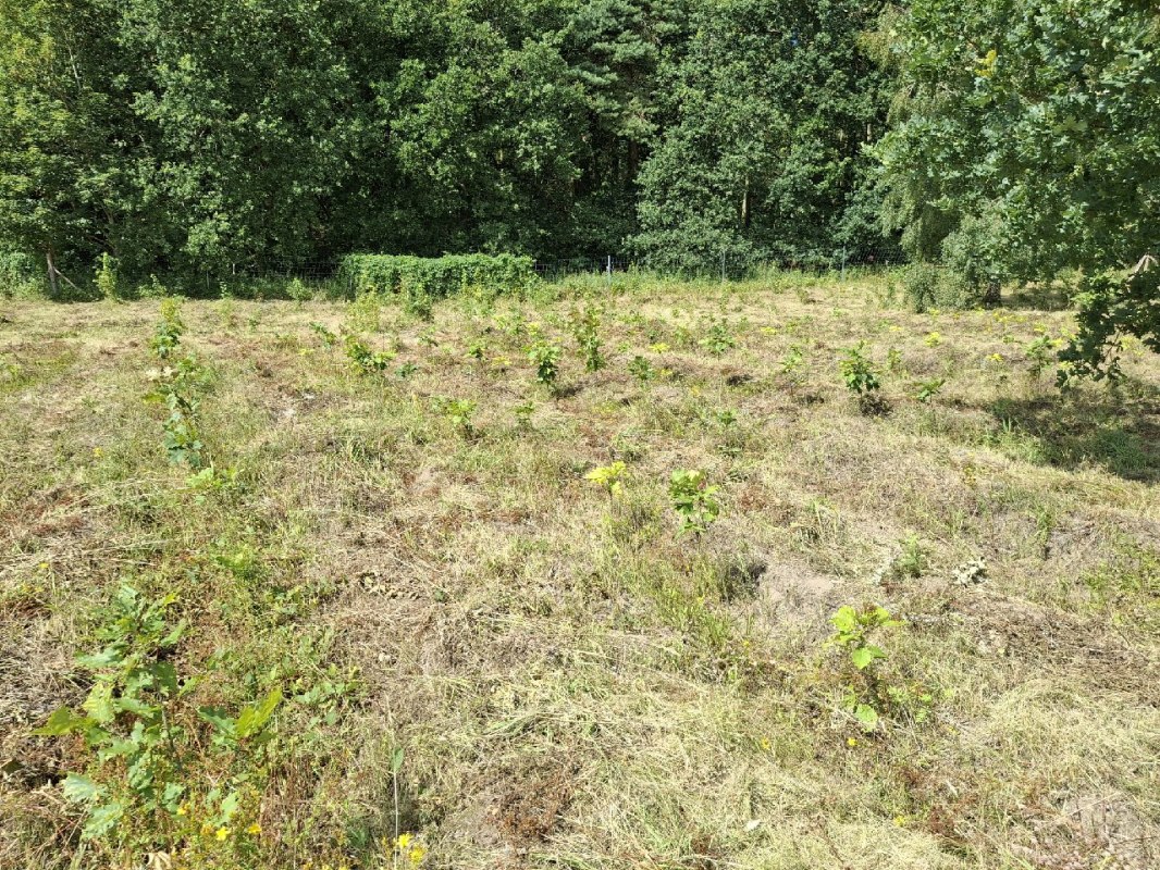 Klimawald Haidhof - Ostatnie zalesienia, &copy; Landesforst MV