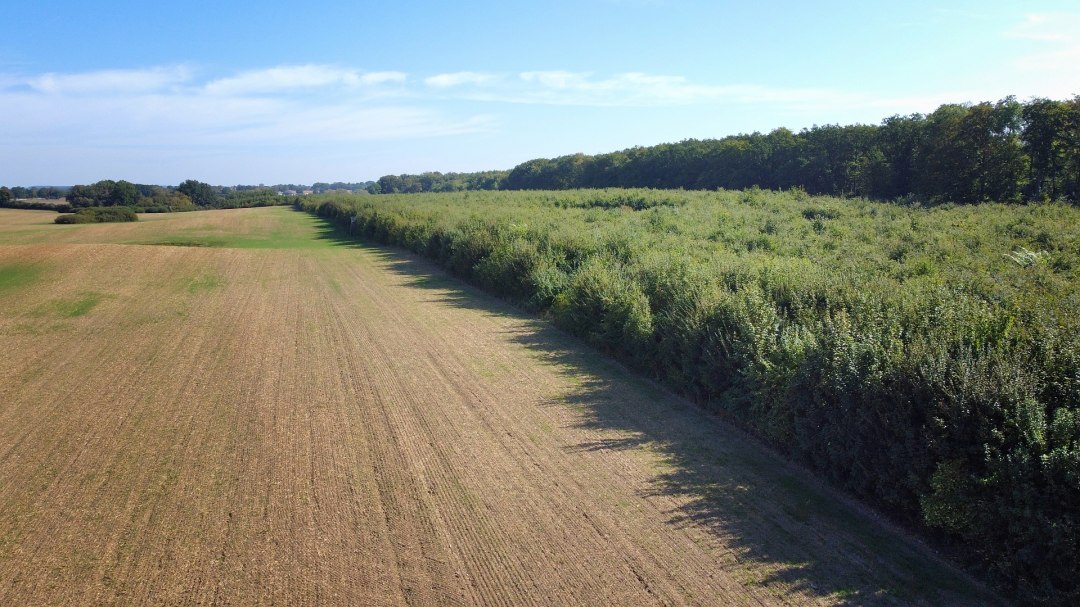 Climate forest Seefelder Holz, © Landesforst MV Climate forest Seefelder Holz, © Landesforst MV