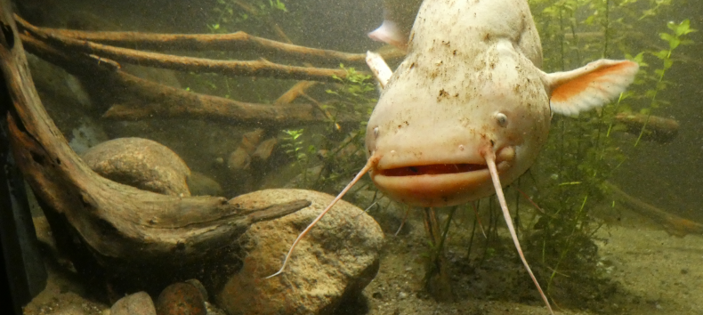 Catfish in the M&uuml;ritzeum Aquarium // &copy; Birte Schadlowski/M&uuml;ritzeum