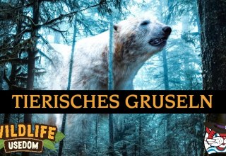 © tierisches_gruseln_co_pixabay.jpg