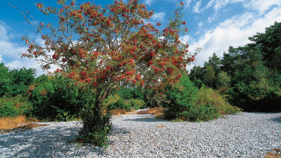 De steenachtige zee bij Mukran op het eiland R&uuml;gen bestaat uit vuistgrote vuurstenen., &copy; TMV/Grundner