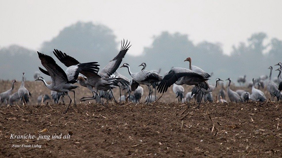 Cranes in the field // © Frank Liebig Cranes in the field // © Frank Liebig