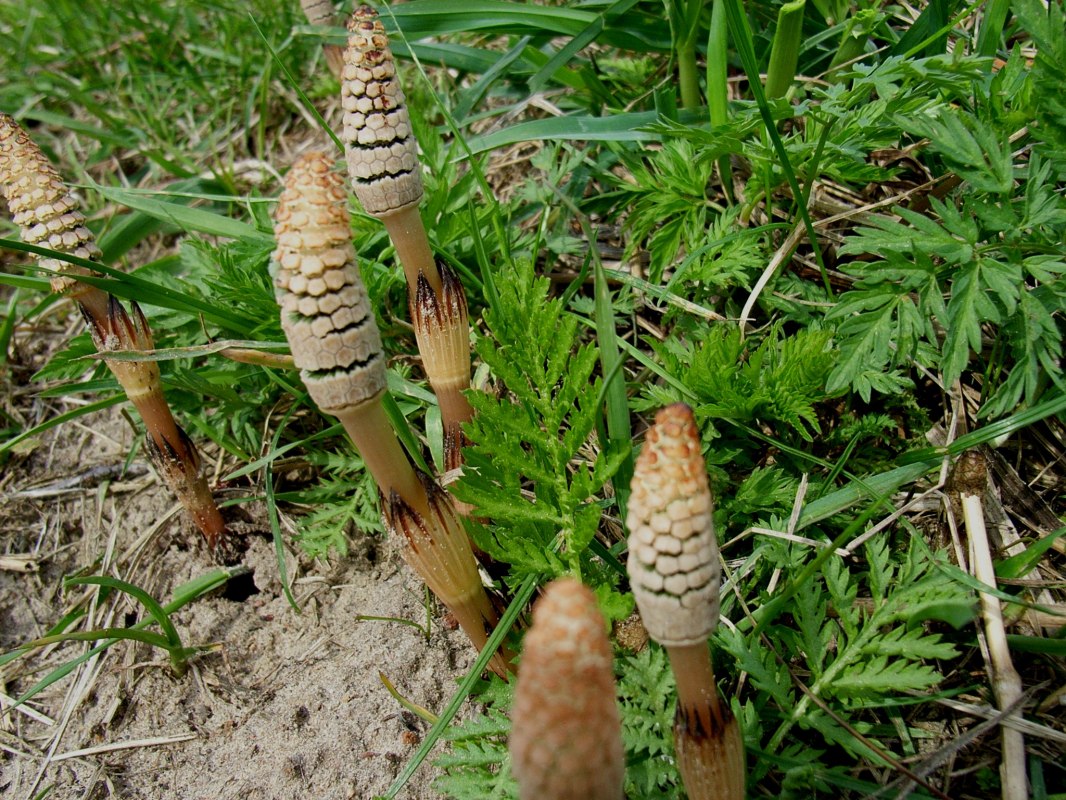 Paddenstoelenwandeling in het kustbos, &copy; Ackerschachtelhalm.jpg