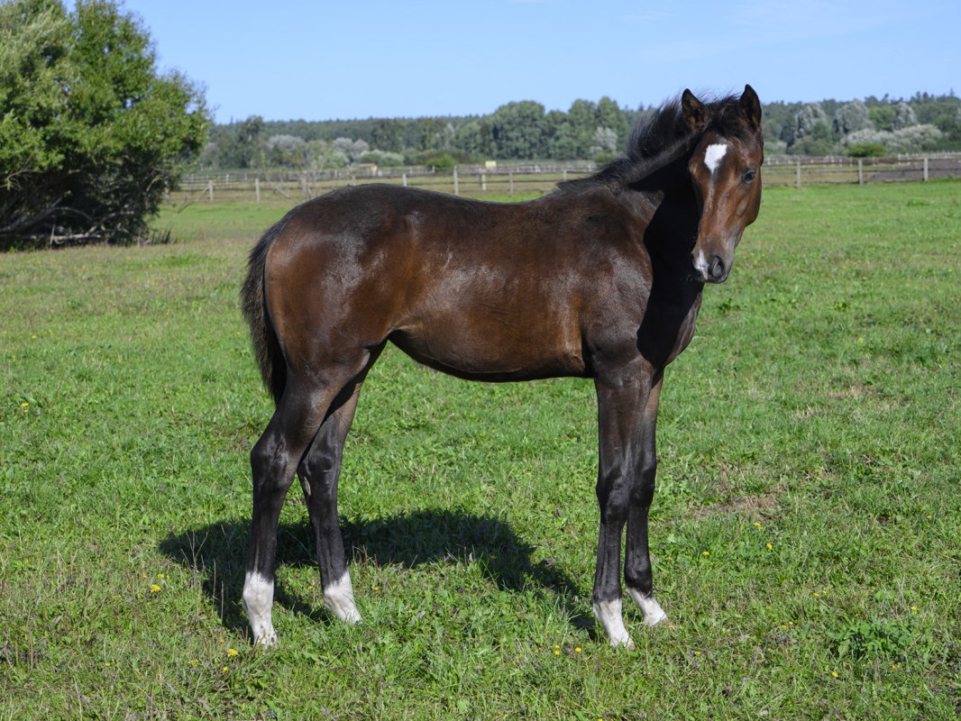Rondleiding stoeterij Amber Rider, &copy; DE