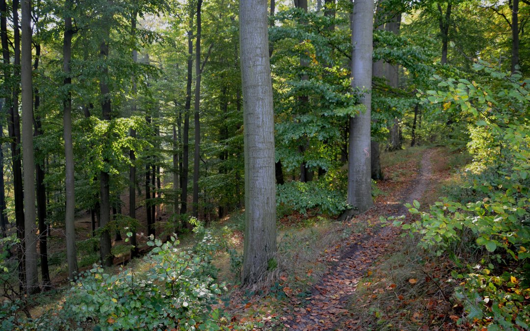 &copy; Kurverwaltung Feldberg