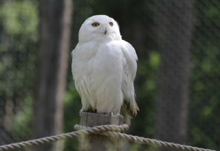 Sowa śnieżna na Eulenberg w Wildpark-MV, © Wildpark-MV Sowa śnieżna na Eulenberg w Wildpark-MV, © Wildpark-MV