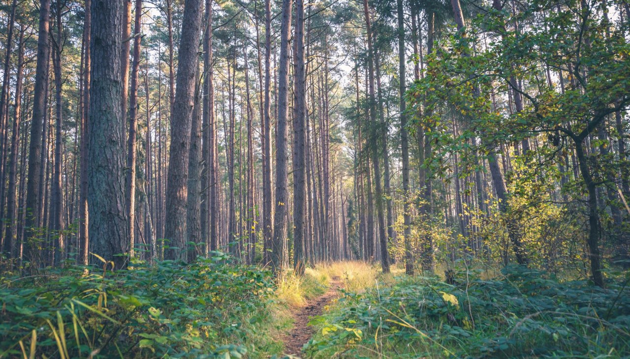 © Kurverwaltung Ostseebad Baabe