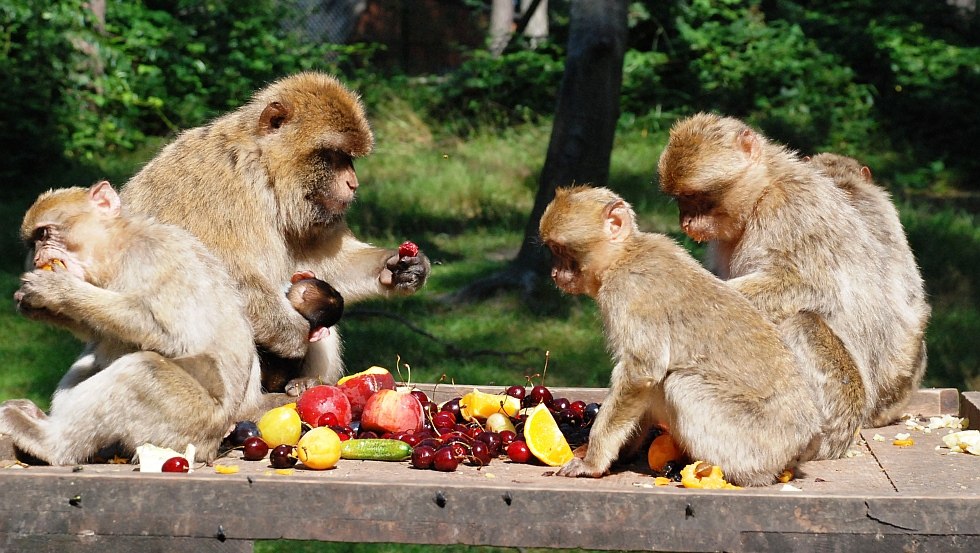 Rijk gedekte tafel voor de berberapenfamilie, dierentuin Ueckermünde, © Tierpark Ueckermünde