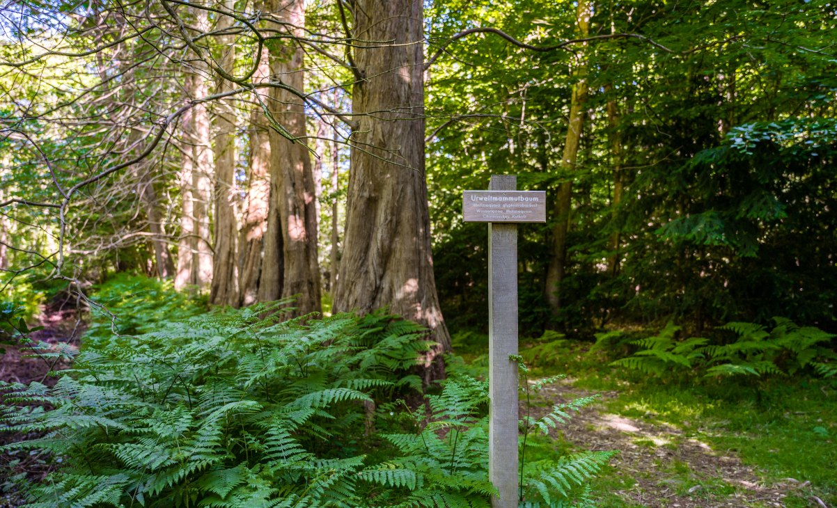 Met sequoia's begroeide bomen in het regenwoud van het Osterwald ten oosten van het kuuroord aan de Oostzee Zingst_2 __ Met sequoia's begroeide bomen in het regenwoud van het Osterwald ten oosten van het kuuroord aan de Oostzee Zingst_2, &copy; TMV/Tiemann