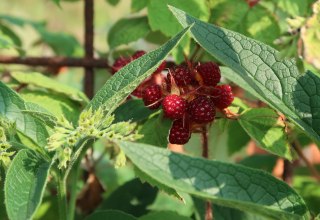 &copy; Bodil Kreativ Skj&ouml;lven (pixabay)