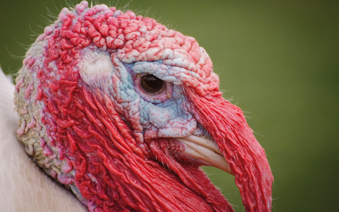 Puter Heinz has everything in view, © Land der Tiere