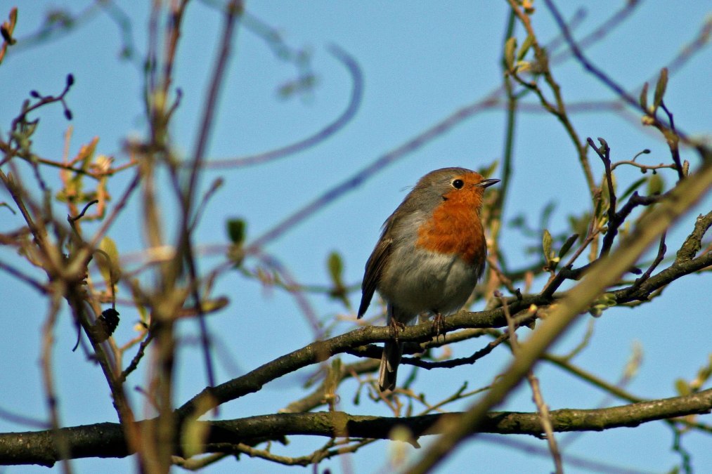 Robin, &copy; F. Schmidt