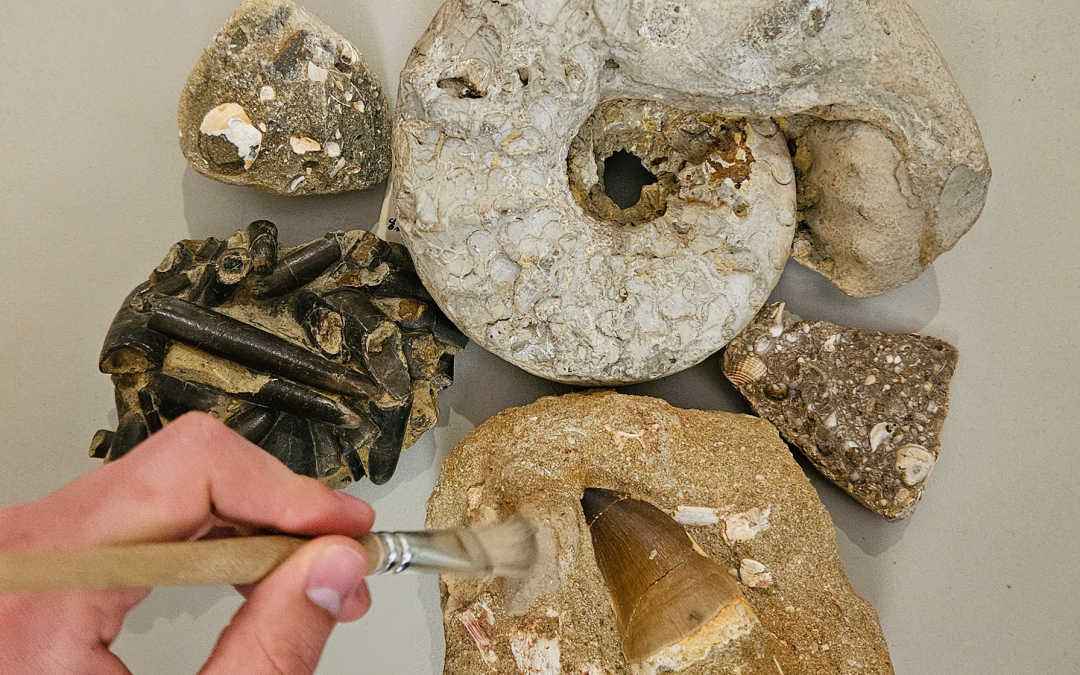 Stenen en fossielen uit de geologische collectie van het Müritzeum, © K.Franz/Müritzeum