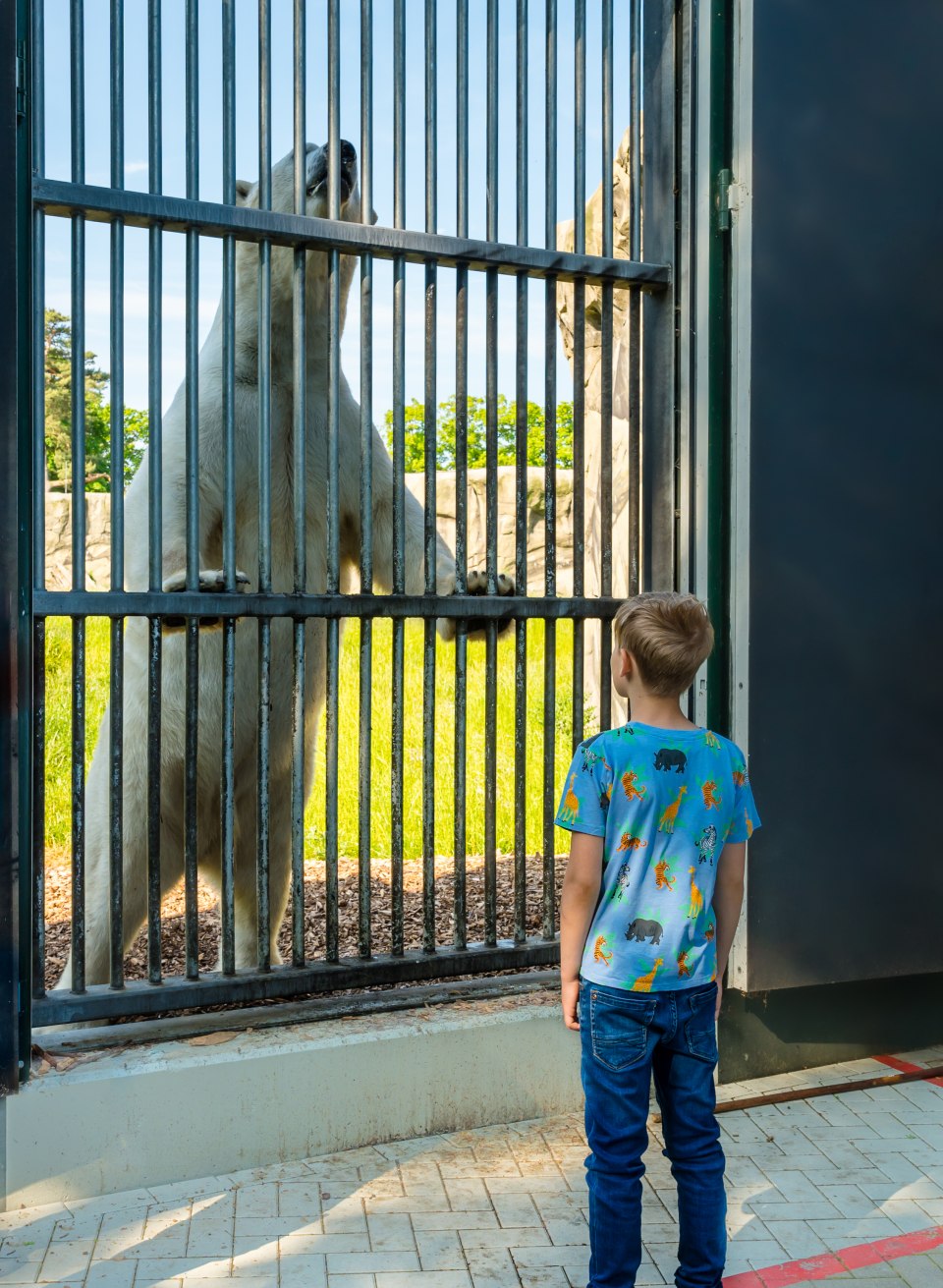 A polar bear stands on its two hind legs at the enclosure fence. A small cub is standing in front of him.