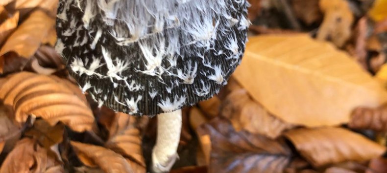 Woodpecker tintling, © Heike Brechler