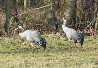 &copy; Stadtmarketing Ribnitz-Damgarten