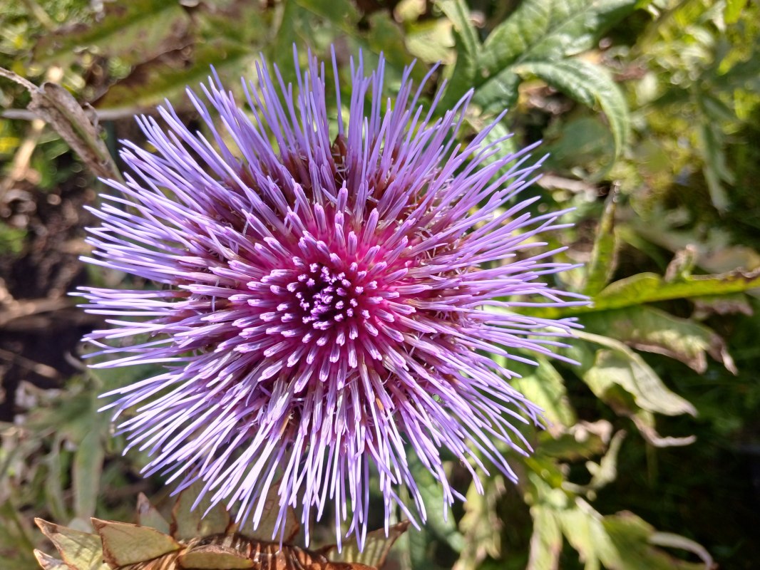 Artichoke Blossom // © Angela Pfennig Artichoke Blossom // © Angela Pfennig