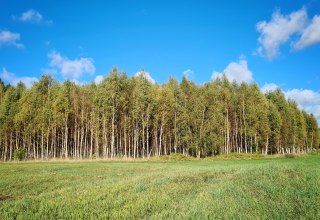Climate forest Mirow // &copy; Landesforst MV