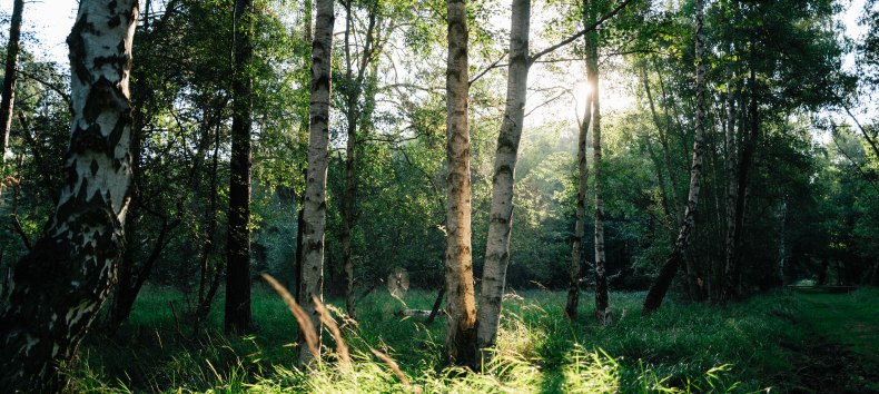 &copy; Bernsteinstadt Ribnitz-Damgarten