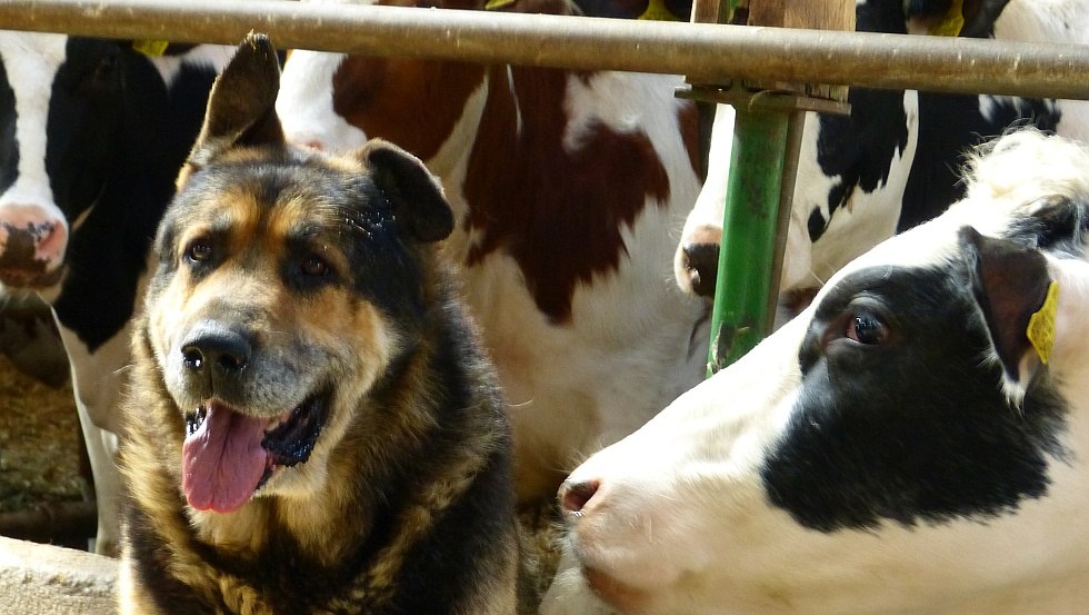 Our dog Blacky of course always watches over the cows, © GbR Marquardt Our dog Blacky of course always watches over the cows, © GbR Marquardt