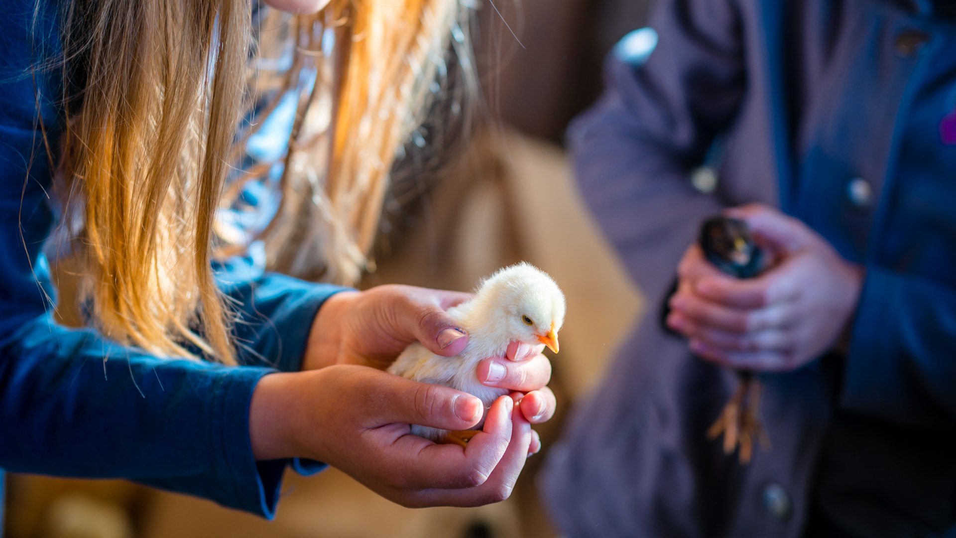 Een kuiken zit op kinderhanden // Het leven op de boerderij: er zijn altijd nieuwe vrienden om te begroeten, zoals hier in het kippenhok. // © MV-T/Tiemann Een kuiken zit op kinderhanden
