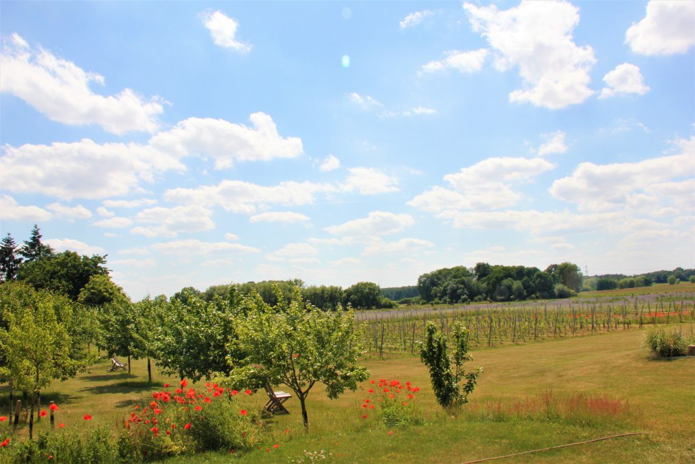 Uitzicht over onze wijngaard en de fruitbomen in de verte, © Brigitte Leberl