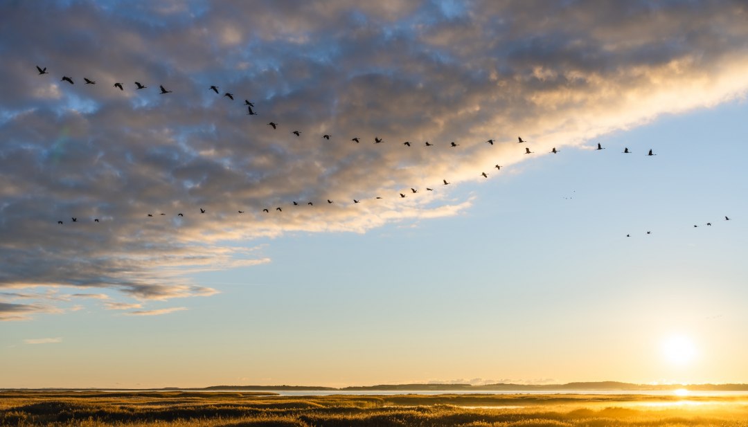 Een formatie kraanvogels vliegt tijdens zonsopgang over het landschap in het Nationaal Park Vorpommersche Boddenlandschaft.