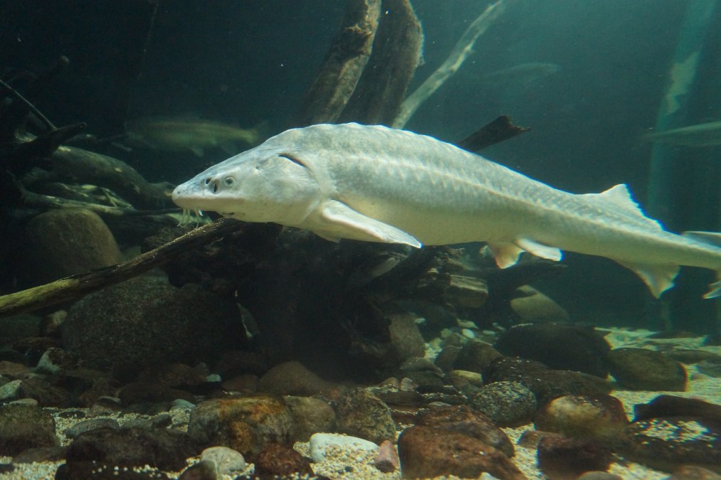 Afbeelding, &copy; Deutsches Mmeeresmuseum