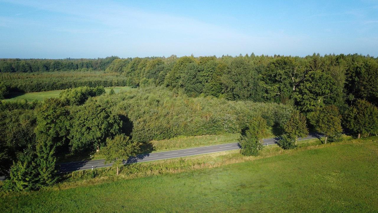 Klimatyczny las Bützow // © Landesforst MV Klimatyczny las Bützow // © Landesforst MV