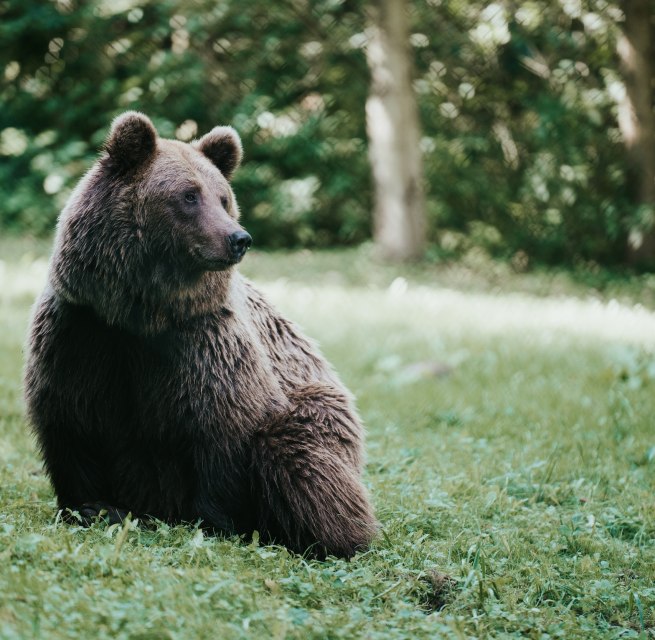 The brown bear sits calmly on the meadow, its thick fur glistening in the light that falls through the treetops. In the M&uuml;ritz Bear Sanctuary near Stuer, rescued bears find a species-appropriate home in 16 hectares of forest. Here you can observe how the animals live in their natural rhythm - a touching nature experience. // &copy; 1000seen.de