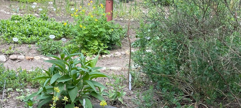 Wildpflanzengarten // © Annette Schmidt Wildpflanzengarten // © Annette Schmidt