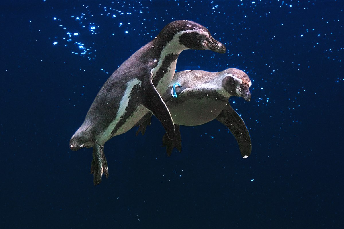 Flying penguins // © Vogelpark Marlow Flying penguins // © Vogelpark Marlow