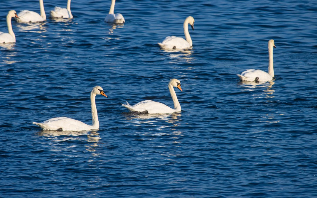 Reederei-Zingst-Oswald-avondtochten-003, © Weiße Flotte GmbH