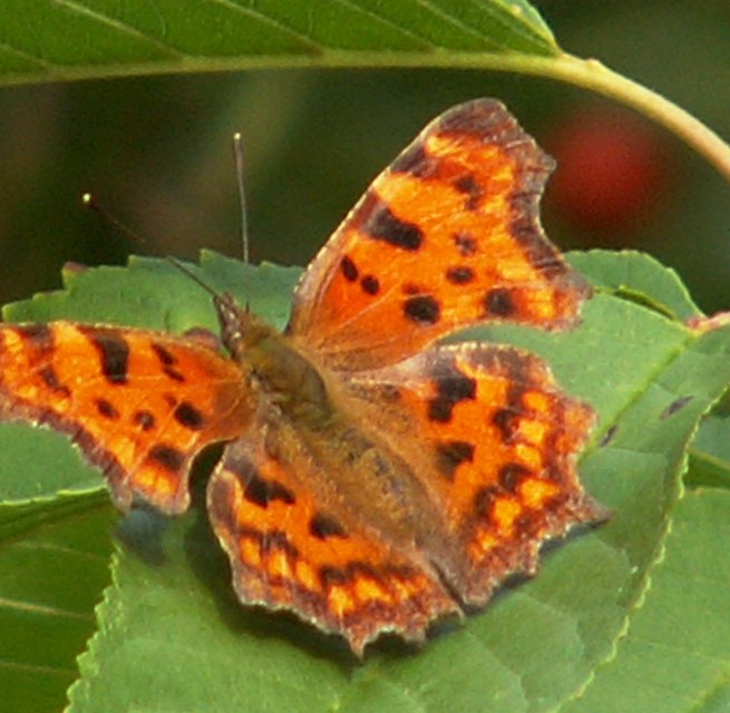 een kleine vlindersoort, © Dr. Volker Thiele een kleine vlindersoort, © Dr. Volker Thiele