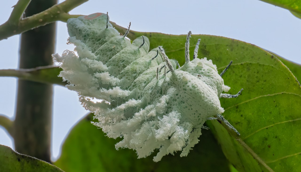 Raupe Atlasspinner2, © Schmetterlingswelt Klütz Raupe Atlasspinner2, © Schmetterlingswelt Klütz