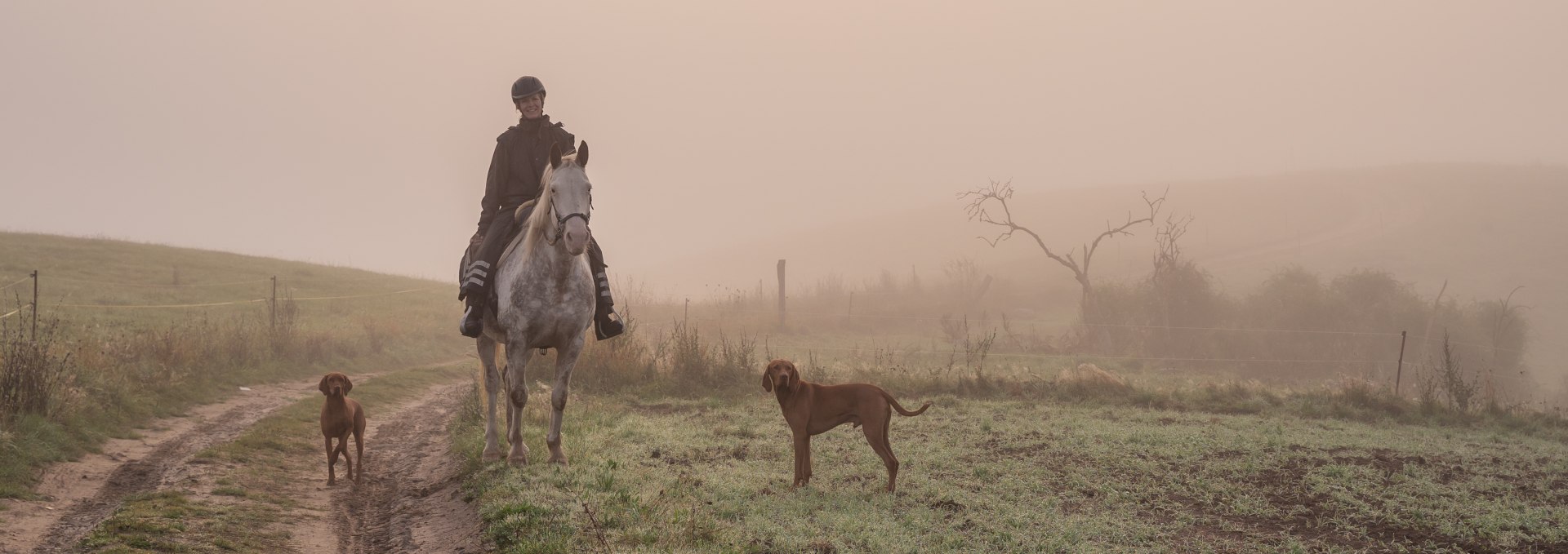 Riding a horse through the Recknitz valley in foggy weather with dogs in the morning.