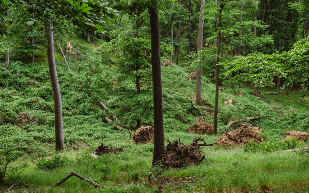 W lesie na ścieżce parku przyrody przy punkcie widokowym Reiherberg, © TMV/Gross