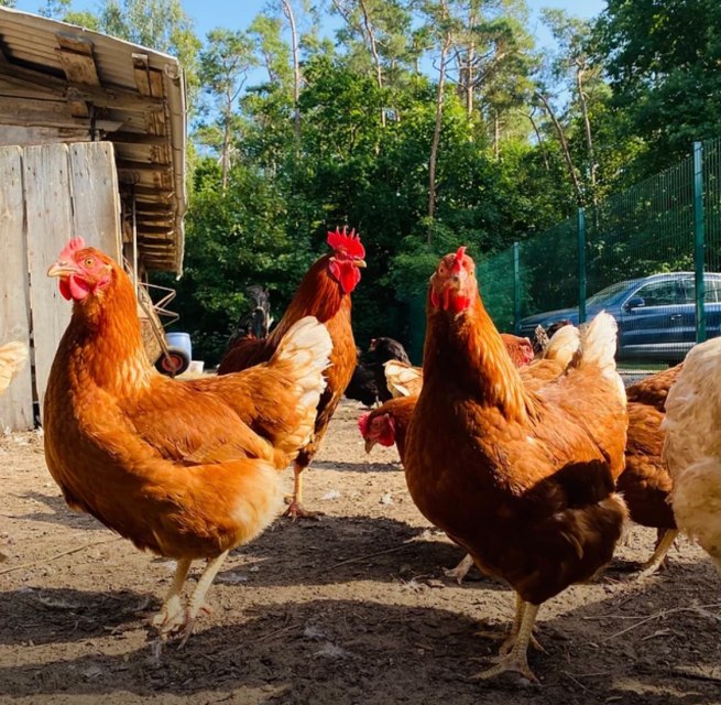 Tyrannosaurus &ndash; Huhn // &copy; Martha Bende