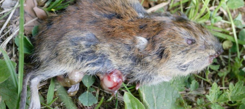 © Bild: Tote Rötelmaus im Leutratal. Foto: Factumquintus CC-by-sa 3.0/de © Bild: Tote Rötelmaus im Leutratal. Foto: Factumquintus CC-by-sa 3.0/de