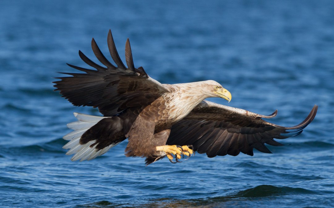 nabu seeadler-klemens-karkow, © Klemens Karkow