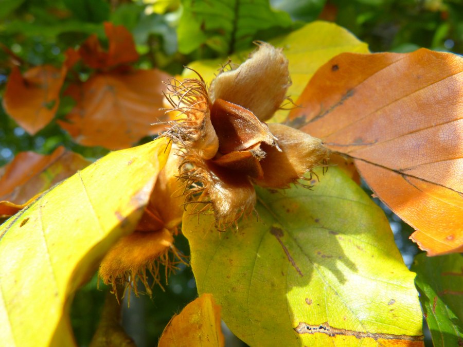 die köstliche Waldfruchtführung, © pixabay